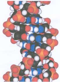 DNA : Struktur und Wasserstoffbrücken Bindungen - 1 C G T A Zucker PO 4 Räumliches Modell der DNA, Die Nukleinsäure KK speichert genetische Informationen.