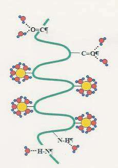 DNA und Wasserstoff - Brücken Bindungen - 2 Ein Seitenstrang der DNA O--H.