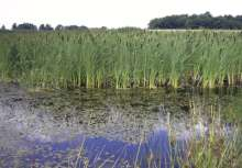 a ) Röhrichtpflanzen Als Röhrichtpflanzen werden eine Unter - gruppe der Sumpfpflanzen bezeichnet, die an Gewässerufern bis in etwa 1.