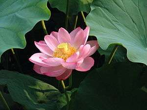 Lotusblume Lotusfrucht Lotusblätter im Regen.
