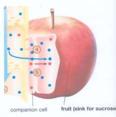 Entwicklung der Frucht eines Apfelbaums Phloem Geleitzelle Frucht (Senke für Zucker) Für grosse Fruchtbäume ist die Kohäsions-Zugspannungs-Theorie (KZT) (s. p.