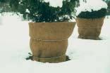 Winterschutz Kübelpflanzen sind durch gefrorenen Boden deutlich stärker belastet als Pflanzen, die im Boden ausgepflanzt sind.