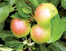unerwünschtes Triebwachstum im Spätsommer In Apfel mit 3-5 l Wuxal Calcium/ha ab Wallnussgröße der Früchte bis Spätsommer in 14-tägigem Intervall.
