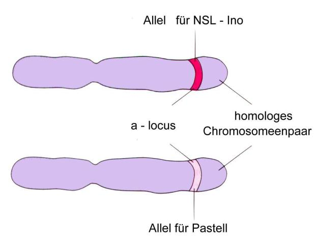 Ein eindrucksvolles Beispiel für solch eine Verpaarung gibt es bei den Agapornis fischeri wenn die NSL Ino-Mutation (rez. Lutino) mit der Pastell-Mutation verpaart wird.