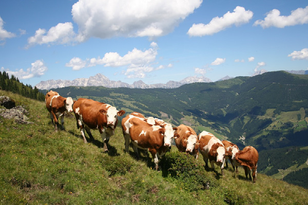 ha auf 1,440 Mio. ha geschrumpft. Der Trend in der Rinderund Milchkuhhaltung bereitet ZAR- Obmann Anton Wagner Sorgen.