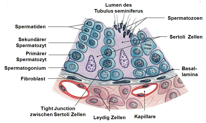 1.2 Anatomie des Hodens Aus dem Nebenhoden führt der Samenleiter (Ductus deferens) in den Harnleiter (Ureter), welcher unterhalb der Harnblase in die Harnröhre (Urethra) mündet [168].