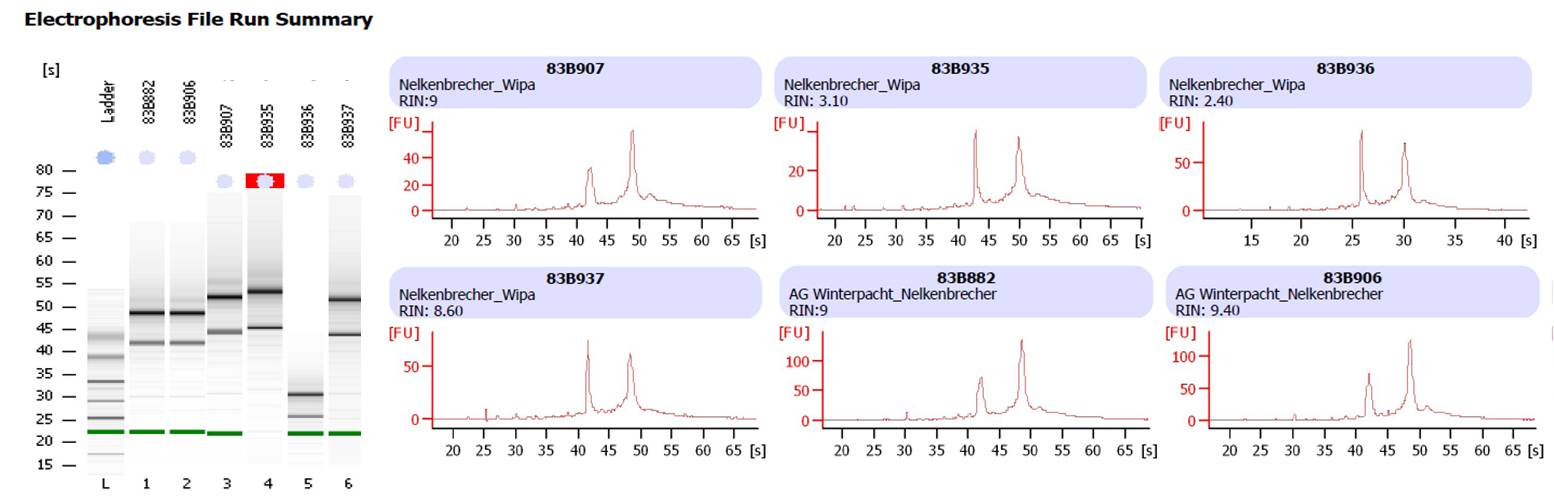 A Anhang Abbildung A.1 Überprüfung der RNA-Proben für den Microarray mittels Bioanalyzer Die RNA-Integrität wurde mit den 2100 Bioanalyzer Instrument von Agilent (Santa Clara, USA) überprüft.
