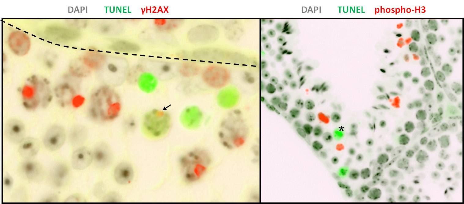 3.2 Untersuchung des Spermatogenesedefekts auf zellulärer Ebene Um zu identifizieren, in welchen Zellen die Apoptoserate erhöht ist, wurden außerdem Doppelfärbungen mit γh2ax und Phospho-H3