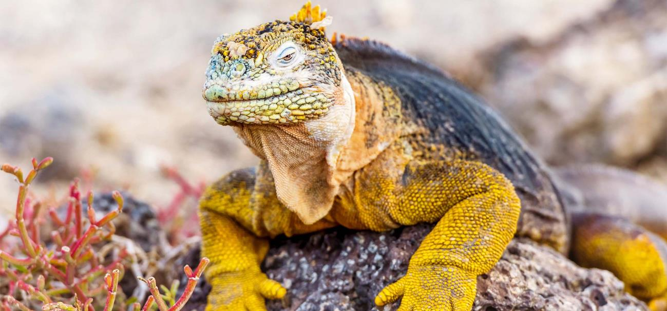 Ecuador - Naturwunder Galapagos Reisen Sie auf den Spuren Charles Darwins zu dem Naturwunder der Galapagosinseln, und entdecken Sie die spektakuläre Tier- und Pflanzenwelt, die den