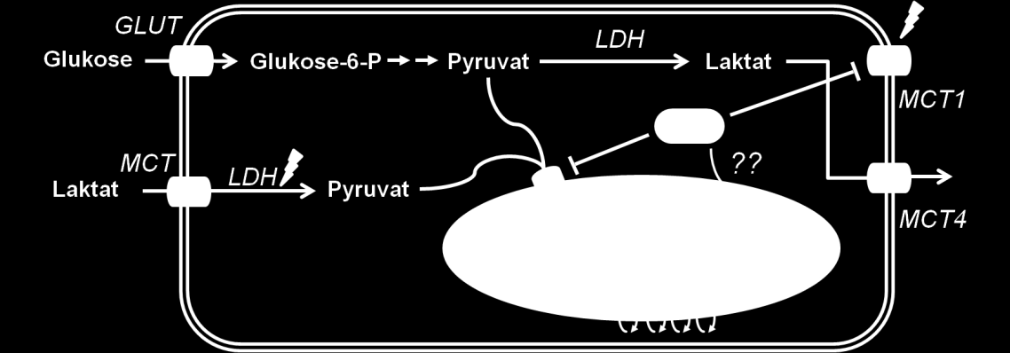 deuten darauf hin, dass die Bildung reaktiver Sauerstoffspezies durch die Hemmung von MCT2 verursacht wird, der in der mitochondrialen Membran lokalisiert ist und die Aufnahme von Pyruvat vermittelt.