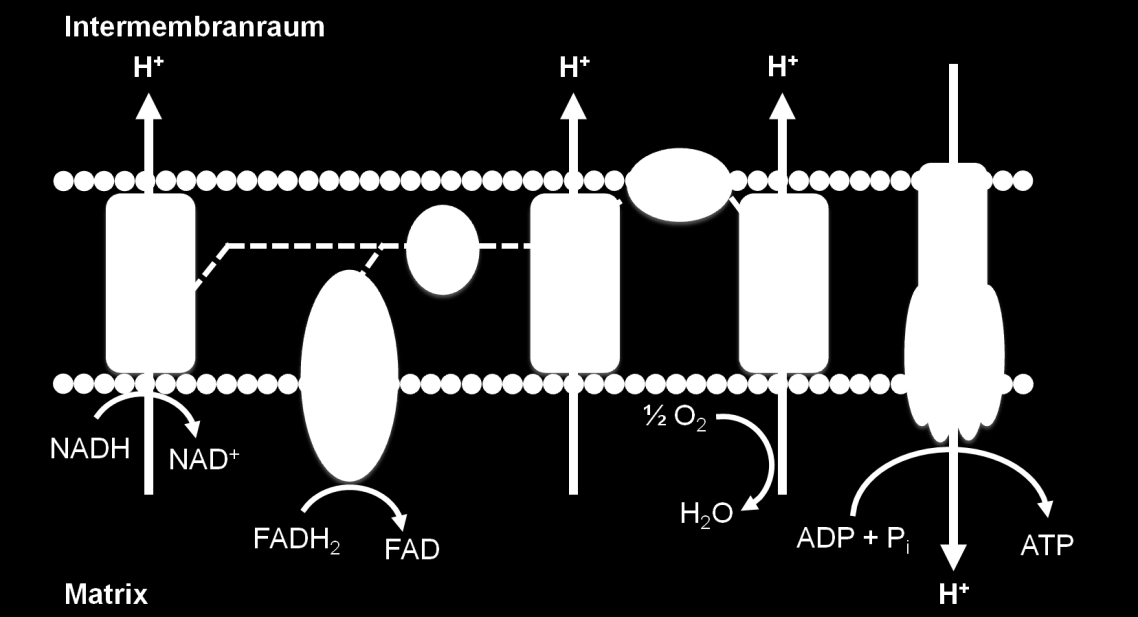 Die Elektronen werden entlang der verschiedenen Komplexe bergab transportiert und über Komplex IV auf ein Sauerstoffatom unter Bildung von H2O übertragen.