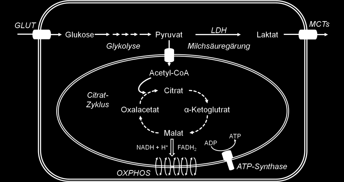 Im Pentosephosphatweg, auch als Hexosemonophosphatweg bezeichnet, entstehen bei der Oxidation von Glukose Reduktionsäquivalente 4) in Form von NADPH + H +, die für zahlreiche reduzierend verlaufende