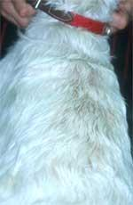 6. Demodikose durch Demodex cornei Demodex cornei ist eine beim Hund relativ neu entdeckte Milbenart, über die allerdings noch wenig bekannt ist, auch nicht, ob sie so wie