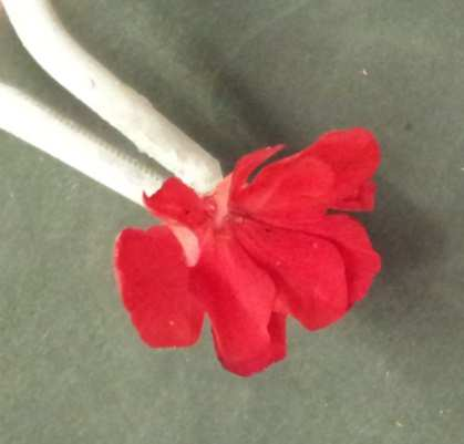 10 Abb. 4 Blume vorher Deutung: Abb. 2- Blume im flüssigen Stickstoff Abb.