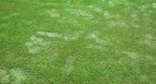 Bei etablierten Rasenflächen sollte spätestens bei beginnender Trockenheit (Fußdruck-Test) ebenfalls beregnet werden. Hier gilt: Lieber einmal viel als hä