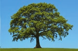 in Teilgaben, auch flüssig 6 10 2 5 8 12 1 2 Alle 1 2 Jahre, bevorzugt als Dünger-Granulat Baum-Regeneration 8 12 4 8 10 14 1 2 In den ersten 2 3 Jahren * Nach WITT, NIESEL, BALDER, annähernder