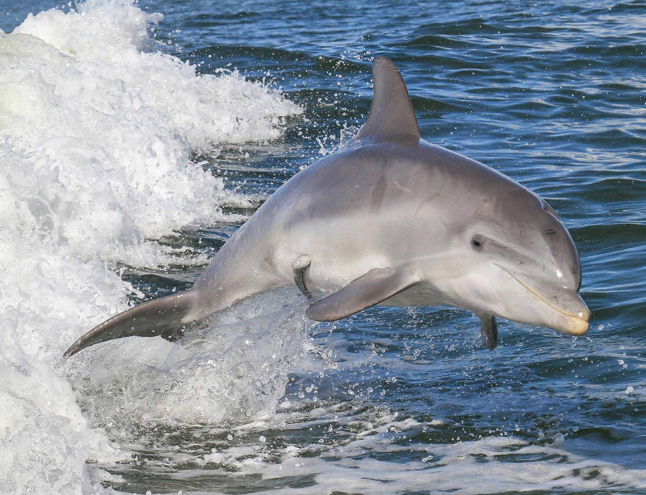 Zum Beispiel, wenn ein Delfin auf die Welt kommt. Dann schwimmt der Rest der Gruppe um die Mama herum, um sie und das Baby vor Gefahren zu schützen.