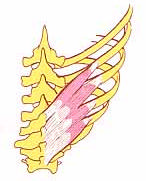 Rippe Brustkorbsenkung (Ausatmung) Zwischenrippenmuskeln M.