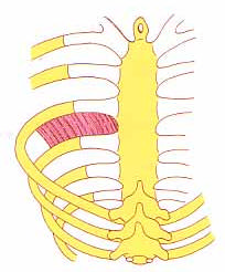 spinosi (Dornfortsätze) Th1-Th4 Innerer Schulterblattrand (Scapula) Innerer Schulterblattrand (Scapula) Medial- und Aufwärtsbewegung das