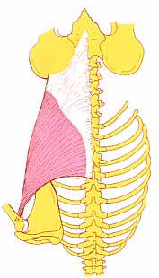 M. LATISSIMUS DORSI (BREITER RÜCKENMUSKEL) Processus spinalis vertebrae Th7-L5, 9.-12 Costa, Cristae iliacae Crista tuberculi minoris (zusammen mit M. teres major) Adduktion, Innenrotation u.