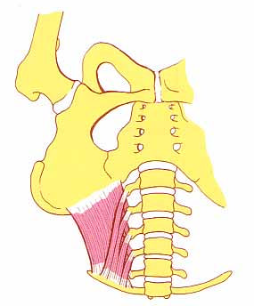 thoracodorsalis (Plexus brachialis) Dornfortsätze Th7-L5, vier unterste Rippen, Darmbein Kleine Oberarmrauhigkeit Anziehen, Rückwärtsbewegung und Innendrehung des Armes Hinterer Brustnerv