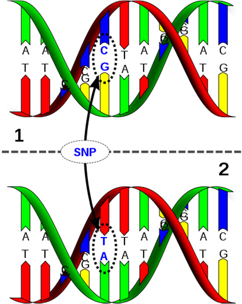 Single Nucleotide Polymorphismen (SNP), INDELs, strukturelle Var