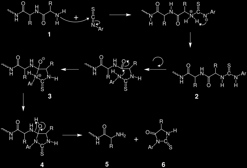 Die Charakterisierung der einzelnen Aminosäuren kann über HPLC an reversed phase C18-Material erfolgen.
