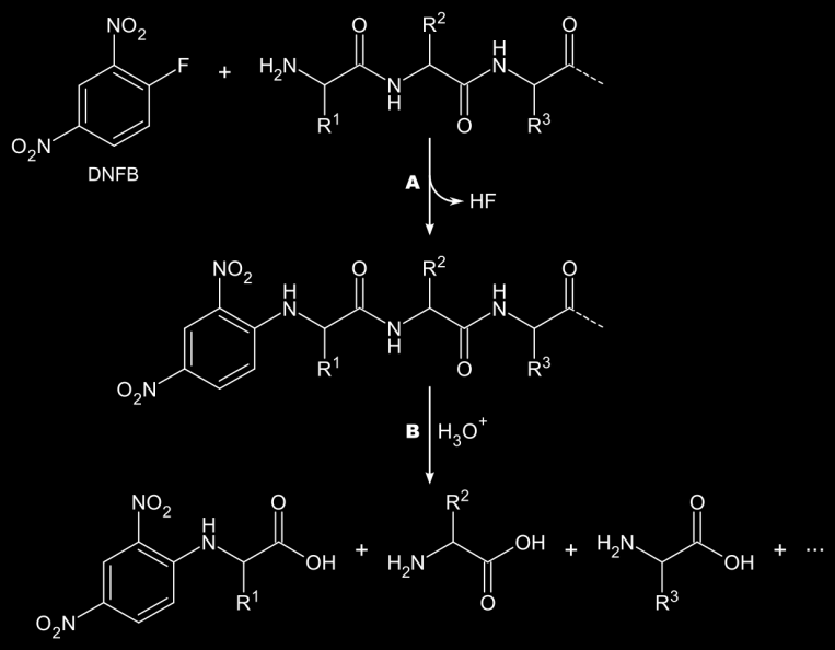 C) Eine einfache Endgruppenbestimmung kann mit Hilfe des Sanger Reagenzes 1- Fluor-2,4-dinitrobenzol über eine nukleophile aromatische Substitution erfolgen.