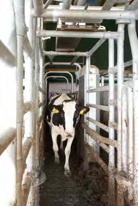 Kühe mit Milchmindermenge oder Brunst können über das 2-Wege- Selektionstor ausselektiert werden. sofort umgesetzt werden.