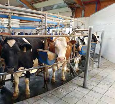 Mit 2 Personen werden die 300 Kühe in 2 Stunden gemolken. Gemeinsamkeit besitzen beide Standorte: es muss investiert werden, um den Milchviehbetrieb wirtschaftlich weiter betreiben zu können.