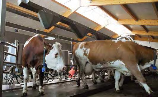 Das Stallgebäude kann problemlos gespiegelt werden, so dass sich die Laufwege für die Kühe nicht weiter erhöhen und zudem ist der Melkstand wie in den USA üblich für den 24/7-Betrieb ausgelegt.