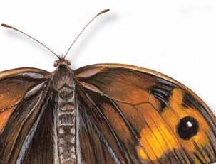 Großes Ochsenauge Maniola jurtina Dieser Schmetterling lässt sich im Flachland und an Hügeln öfter beobachten als in den