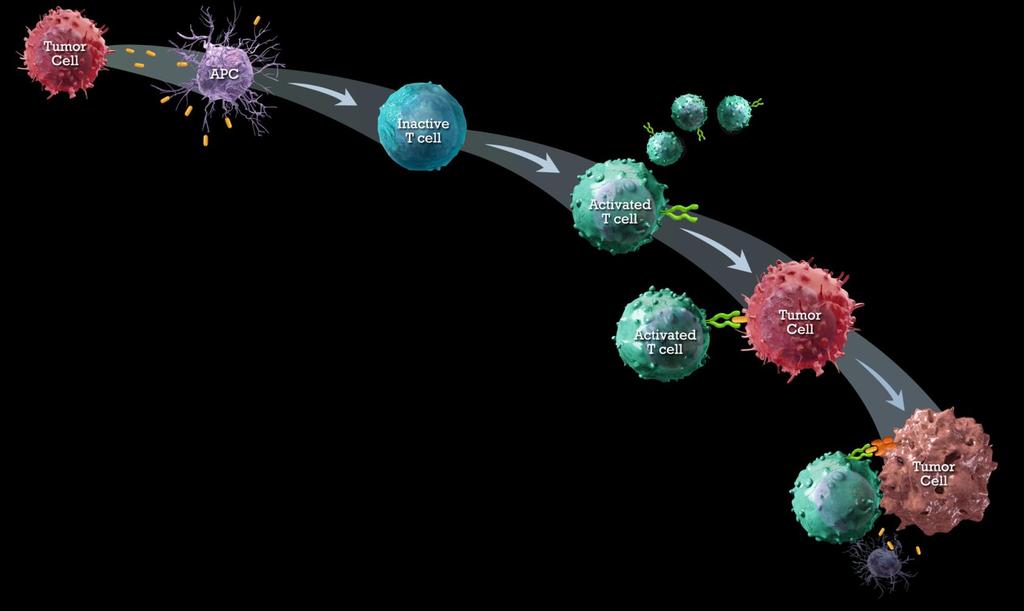 Die T-Zell-vermittelte antitumorale Immunantwort 2 Präsentation von Tumorantigen gegenüber der T-Zelle 1 Tumor: Freisetzung von Tumorantigenen 3 T-Zell-Aktivierung und Proliferation 4 Erkennung von