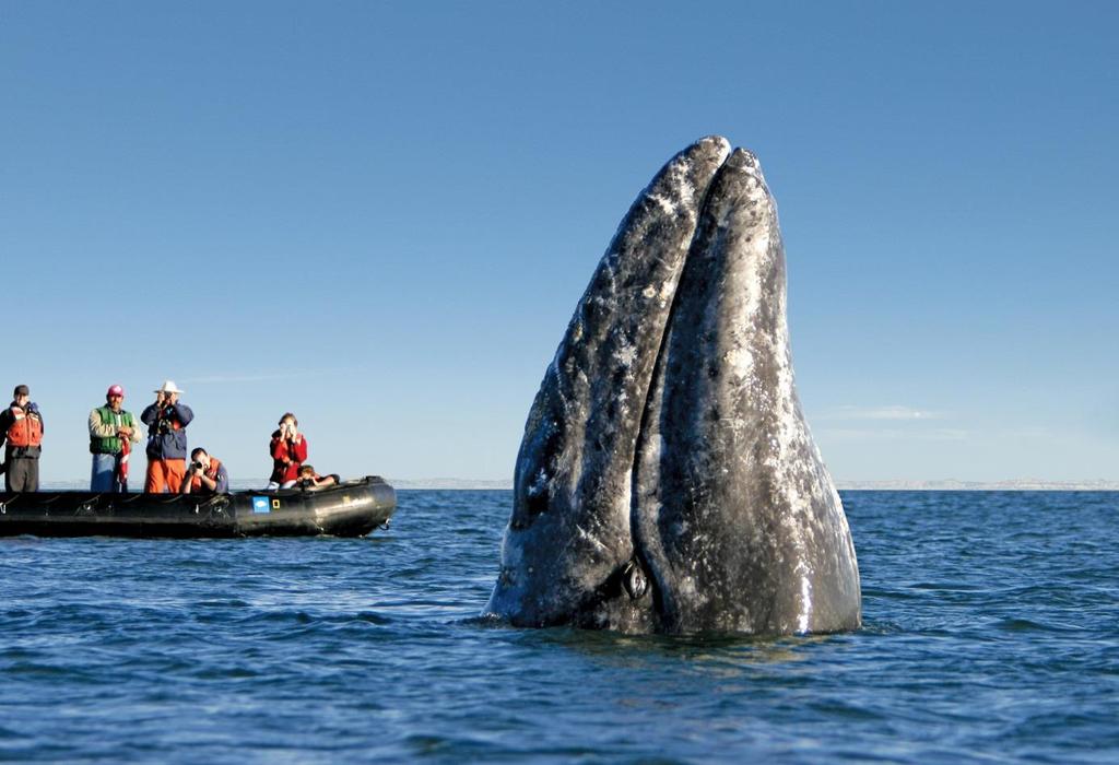 Baja California Auf den Spuren der Wale Eine Reise mit Sylvia Stevens Donnerstag, 15. März bis Sonntag, 01.
