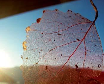 wesentlich im vergehen wie die adern eines herbstblattes durchlässig für das licht vero Der damaligen kirchlichen Lehrmeinung folgend, für sich das ewige Leben im Himmel mit barmherzigen Wohltaten