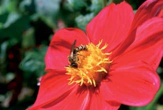 Jeder Bienenstaat hat einen eigenen charakteristischen Geruch, an dem sich die Bienen des Stockes gegenseitig erkennen.