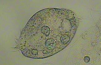 Gewässern, wie Tümpeln, Flüssen und Teichen, sogar in Regenpfützen finden wir mikroskopisch kleine Lebewesen.
