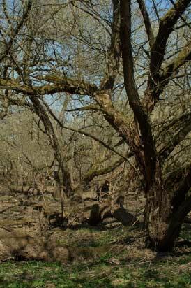 Literaturrecherche Folgen der unterbrochenen Durchgängigkeit - Verlust der Auwaldcharakteristik - Verlust spezifischer Lebensräume -