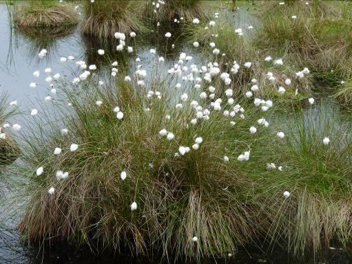 (Andromeda polifolia)