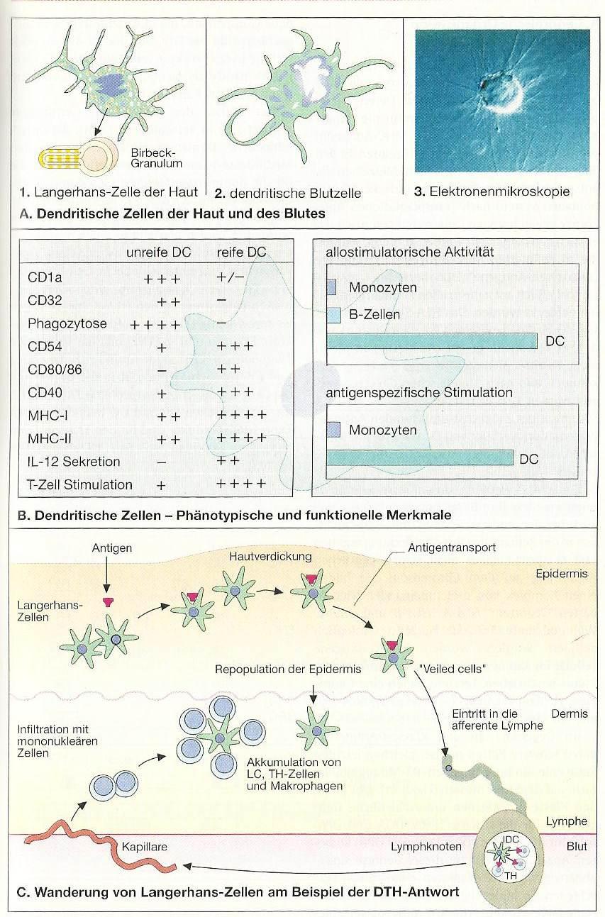 T! Wir haben letztes Mal die dendritischen Zellen von der Haut in den Lymphknoten verfolgt. Sie stimulieren dort T-Zellen über ihren MHC II Komplex.