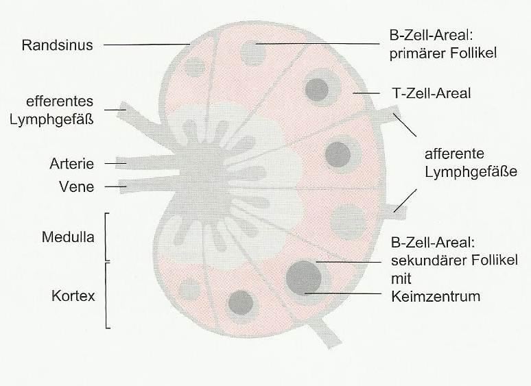 Lymphknoten In den Lymphknoten sammeln sich T- und B- Zellen in unterschiedlichen Arealen des Kortex. Beide gelangen über spezielle kleine Venen (high endothelial venules) in den Lymphknoten.