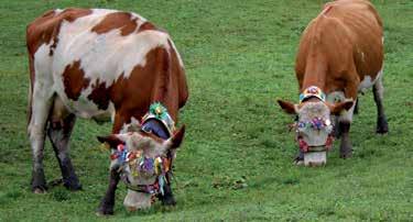 Almabtrieb September, Gosau Traditionell geschmückt begibt sich die Herde gemütlich auf den Weg ins Tal, begleiten auch Sie die Bauern und Ihre Kühe beim Almabtrieb im September in Gosau!