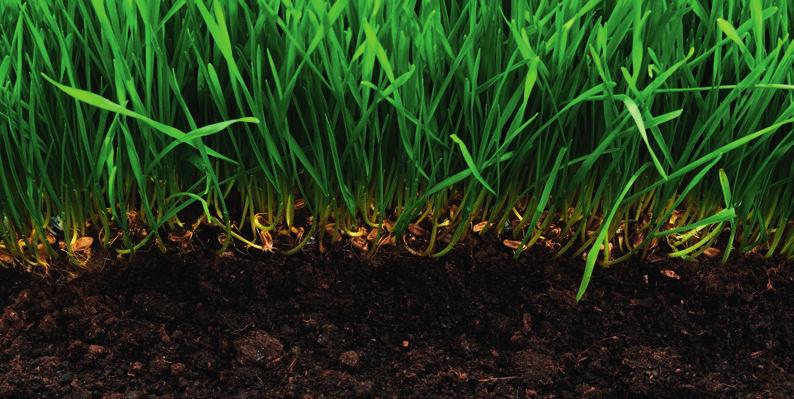 Abb. 7: Wachstumsfaktor Nährstoffe für den Rasen Boden als Nährstoffpool Zugang/Eintrag Verbrauch/Verlust + Düngung - Schnittgutabtrag - Wachstum Entwicklung Atmo sphä r ischer Eintrag - Gasförmige