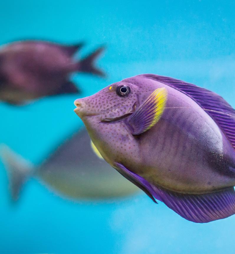Aquaristik Sie wollen Ihre Fische perfekt in Szene setzen?