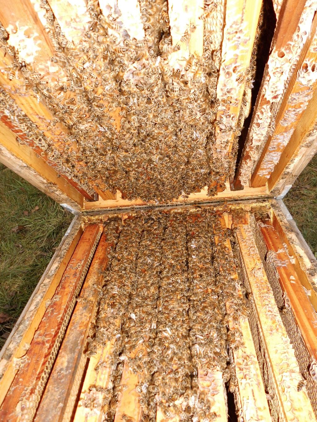Winterlicher Futterbedarf Im Winter ernähren sich die Bienen von dem im Bienenstock eingelagerten Futter.