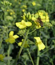 Ein weiterer Aspekt der Forschung zur Bestäubungsleistung von Honigbienen ist die Frage nach ihrer ökologischen Bedeutung.