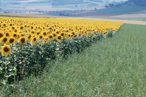 der Landwirtschaft erfolgen, sondern