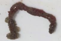 Der Kotpillenwurm (Heteromastus) kommt in sauerstoffarmem Sandund Schlickboden vor. Er legt ein Gangsystem ein, und pumpt Atemwasser durch den senkrechten Hauptgang heran.