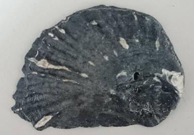 6) Auster (Crassostrea gigas / ostrea edulis) Die Europäische als auch die pazifische Auster wurden am Strand Im Westen der Insel Norderney gefunden.