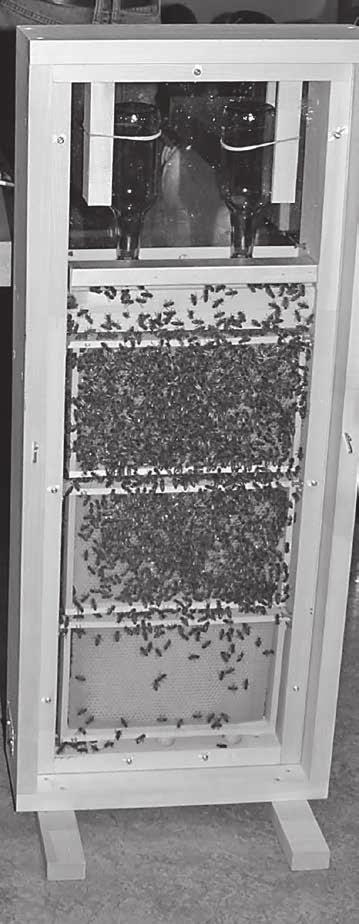 Schulkinder können Bienen beobachten Nicht nur aus Anlass des 100-Jahr-Jubiläums des Bienenzüchtervereins Konolfingen und Umgebung montierte der Verein Bienenschaukästen in den Schulhäusern